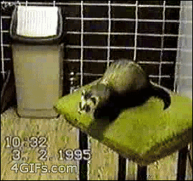 tumblr_mywng9nLDF1qdlh1io1_400.gif