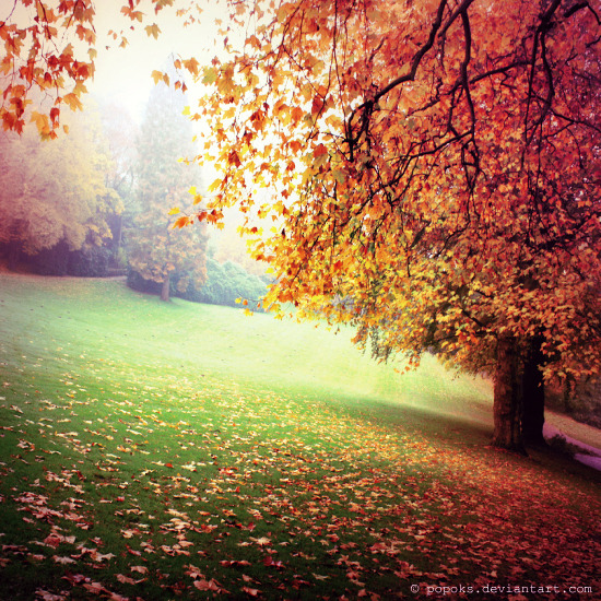 autumn falls every day: Photo
