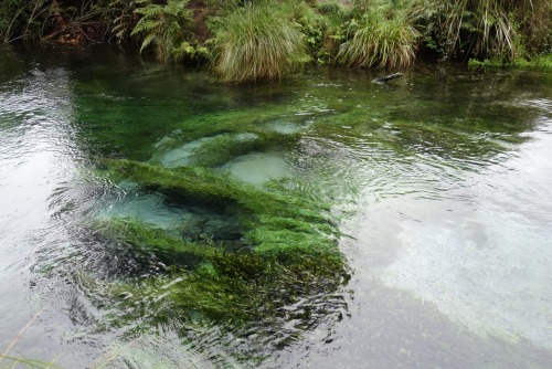 emmy-and-nz:hamurana springs