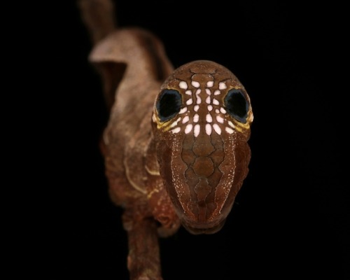 sinobug:Fruit Piercing Moth Caterpillar (Phyllodes sp.,...