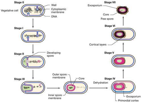 Post 11 Endospores Sporulation And Germination 7422