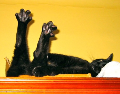 coolcatgroup:coolcatgroup:When cats stretch and spread their little toebeans out, reblog if you...