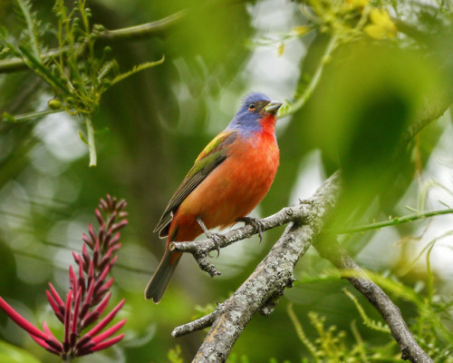 painted bunting on Tumblr