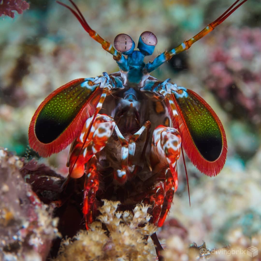 Download Two Diving Bricks — This mighty peacock mantis shrimp ...