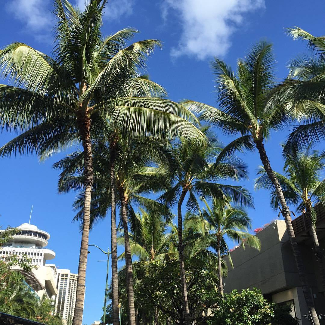 Yuka Claire 加工しなくても鮮やか ハワイ ハワイ写真 ハワイ旅 ワイキキ ヤシの木 青空