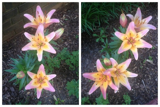 The Asiatic Lilies Are In Full Bloom And They Are   Tumblr Mnkf870j1w1qh5eeqo1 640 