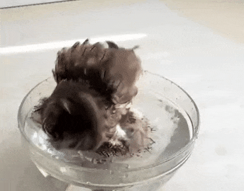tumblr_o4hb2pMlqY1tsaf9zo1_400.gif