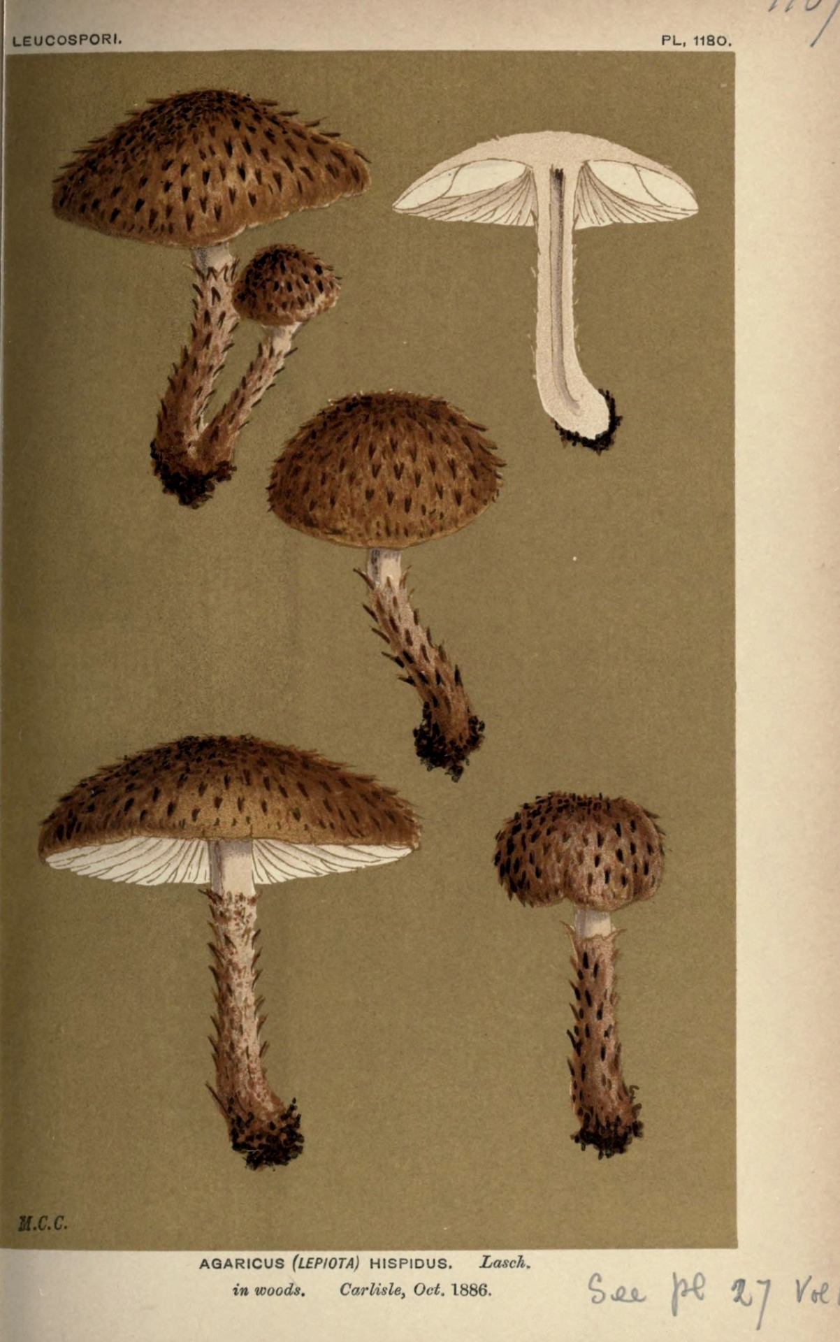 Scientific Illustration | wapiti3: Illustrations of British Fungi...