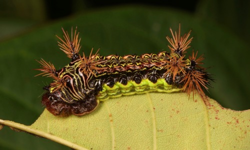 sinobug