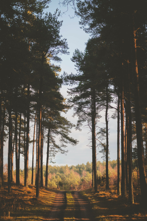 lagunavibe:Forest Road