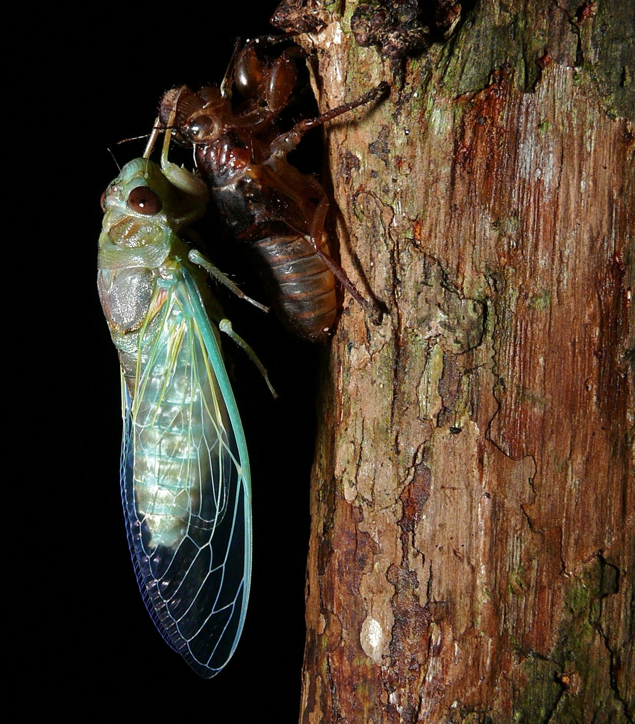Science NetLinks Cicadas There Are Species Of Cicada Found
