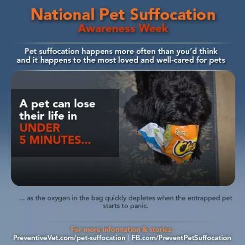 pet death tw death tw Psa signal boost suffocation pet suffocation awareness dogs dogblr Aspen