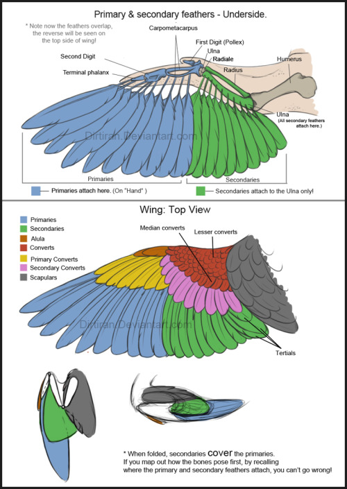 reftastic:eskiworks:key-feathers:I often get comments...