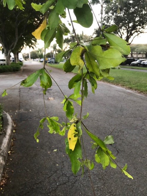 thejonymyster:leaning in to kiss a tree