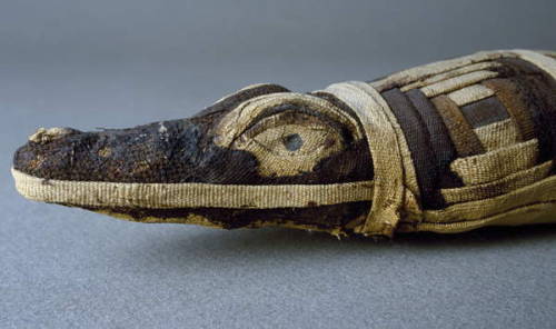 egypt-museum:Mummified CrocodileMummy of a crocodile, sacred...