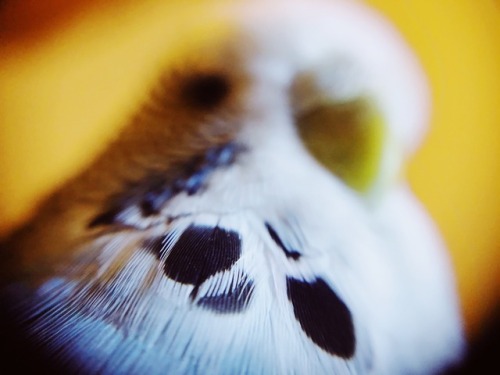 When you macro lens your borb