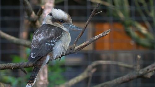 cuteanimalsgifspics
