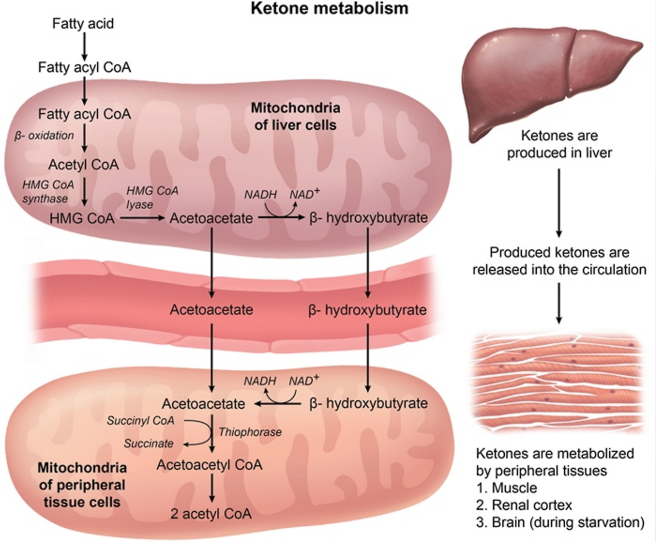 USMLE Notes Ketone Bodies Are Produced In The Liver And Can Be 