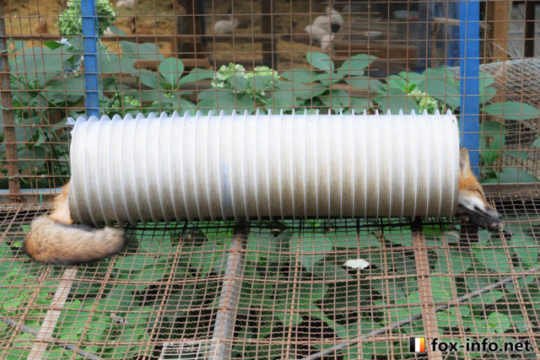 long boi
