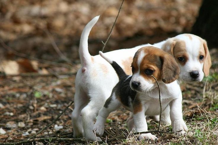 FLUFFY MAD — Beagle Pups