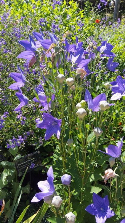 Balloon Flower