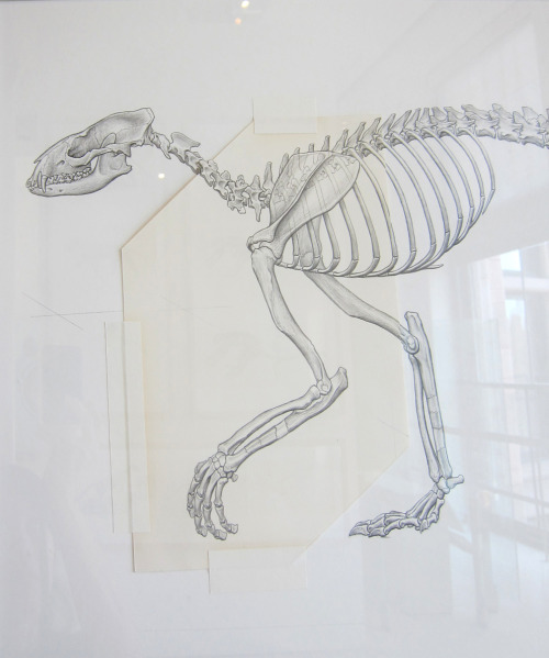 sheillustrates:From the American Museum of Natural History:...