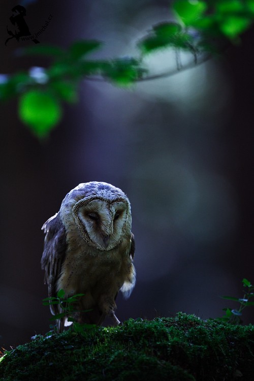 wonderous-world:Owl by Jiri Michal