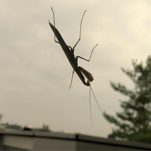 This guy was hanging on to the office window this morning....