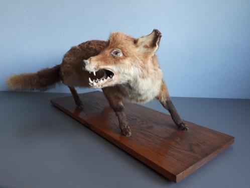 Mátame, camión! (El Tópic de la Taxidermia Chunga) - Página 8 Tumblr_pd1vc4qOgc1vwkx1bo3_500