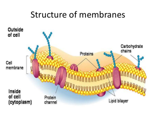 phospholipids on Tumblr