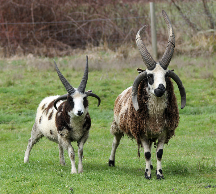 Strange Biology - Jacob’s sheep have two to six horns. They make...