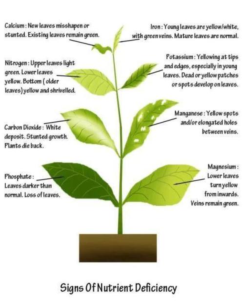 gardeningabc:A Visual Guide to Plant Nutrient Deficiency...