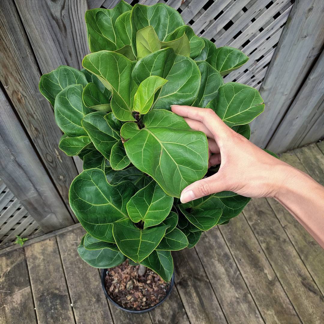 I Finally Found A Fiddle Leaf Fig With Small House