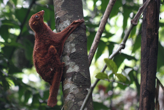 Let's do Some Zoology! - Philippine flying lemur (Cynocephalus volans)