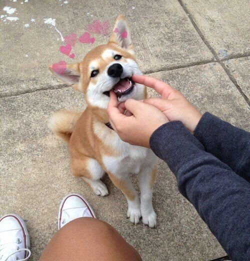 babyanimalgifs:dogs with hearts - reblog to bless someones...