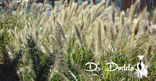 Foxtails Are Dangerous for Dogs and Cats