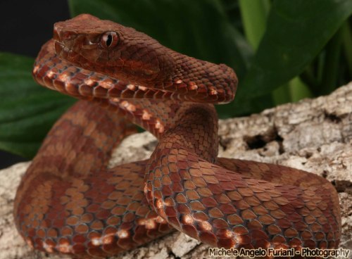 exotic-venom:(Trimeresurus flavomaculatus halieus) Not...