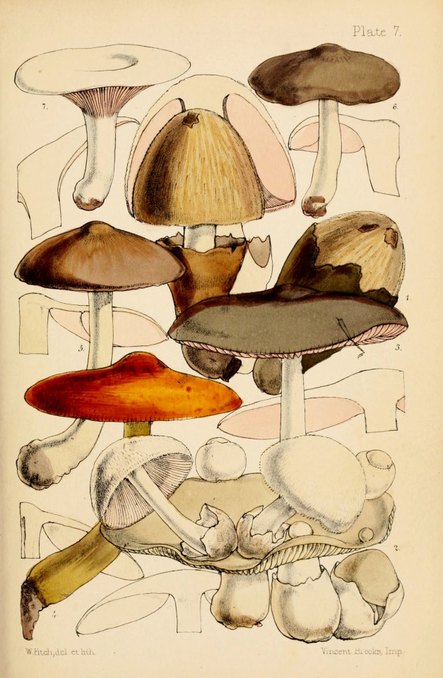 Scientific Illustration Wapiti3 Outlines Of British Fungology