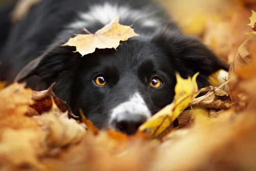 cuteanimalspls:The goodest boy 