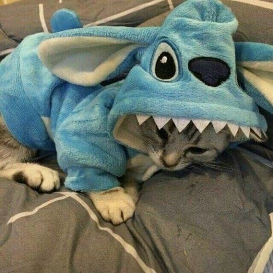 Stitch cat outlet costume