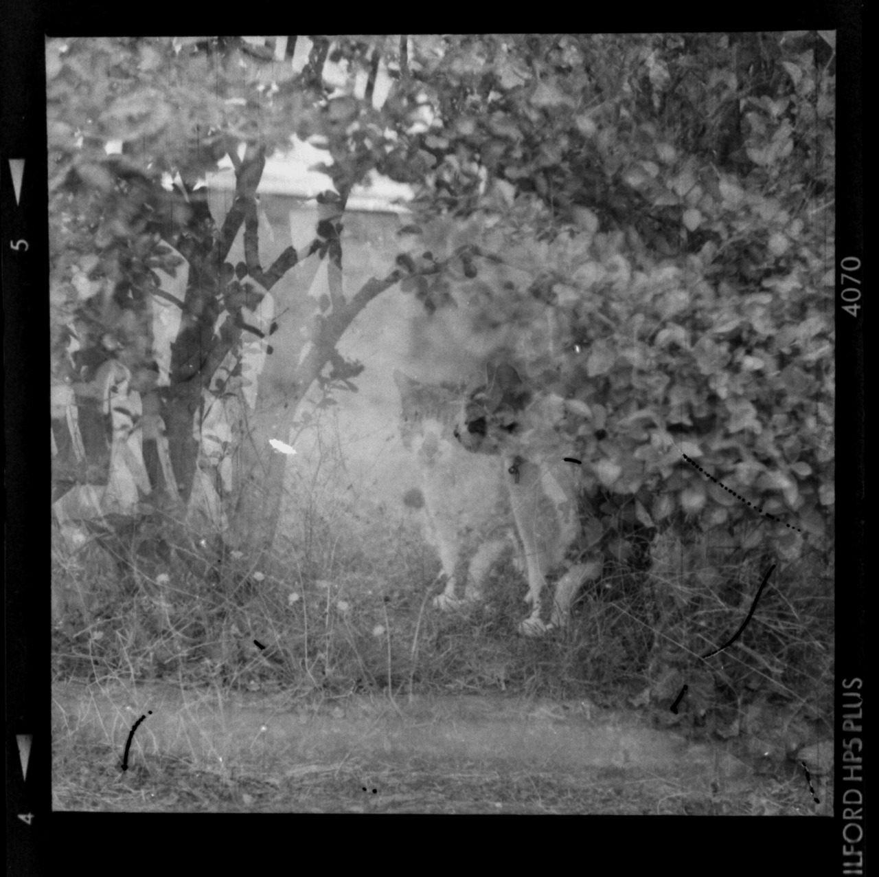Medium format analog analog photography black and white black and white photography yashica d yashica double exposure ilford hp5 cat film photography 120mm