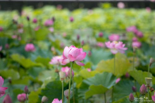 floralls