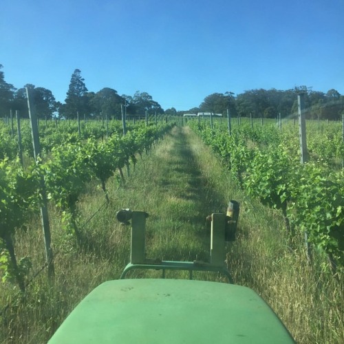 <p>#monday morning #traffic report @cuttawayhill is a clear run all the way to the top of #vineyard (at Cuttaway Hill Wines)<br/>
<a href="https://www.instagram.com/p/Brdr0YhBK5f/?utm_source=ig_tumblr_share&igshid=1jkilvckgnbc0">https://www.instagram.com/p/Brdr0YhBK5f/?utm_source=ig_tumblr_share&igshid=1jkilvckgnbc0</a></p>