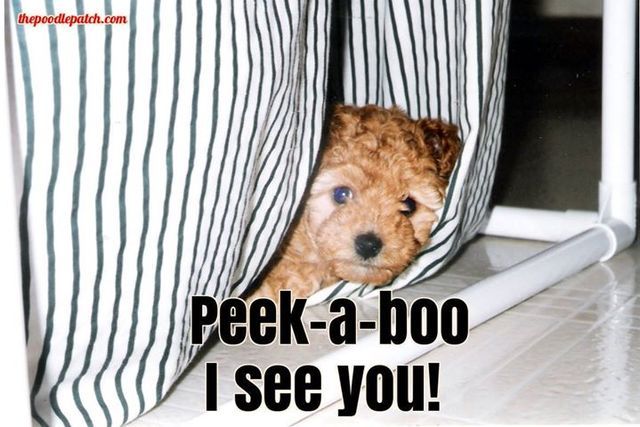 peek a boo i see you plush