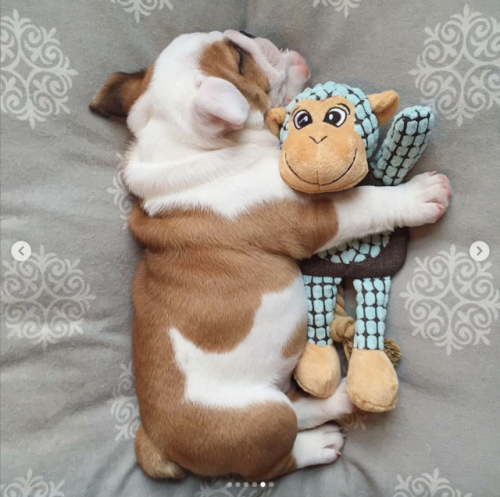 babyanimalgifs:Puppies with their stuffies!