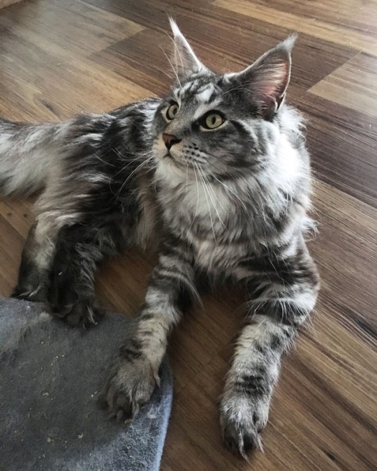 maine coon silver tabby | Tumblr