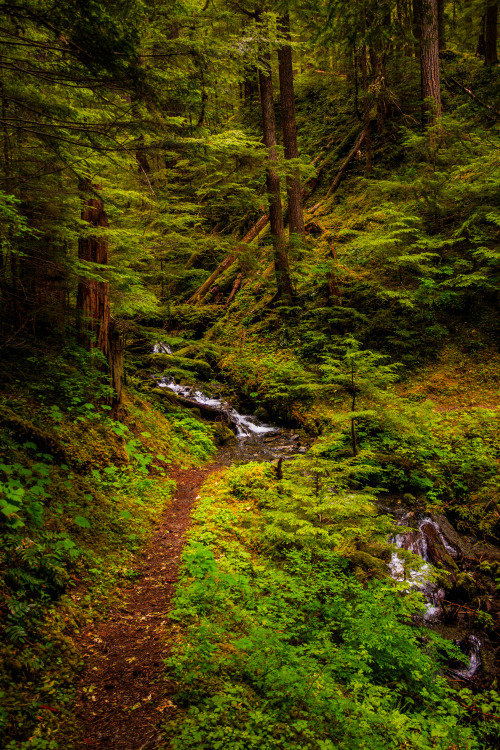 nature-hiking:Paths of Olympic Park 17/? - Olympic National...