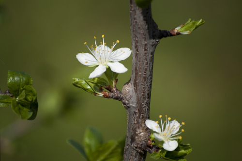 Basic Flowers