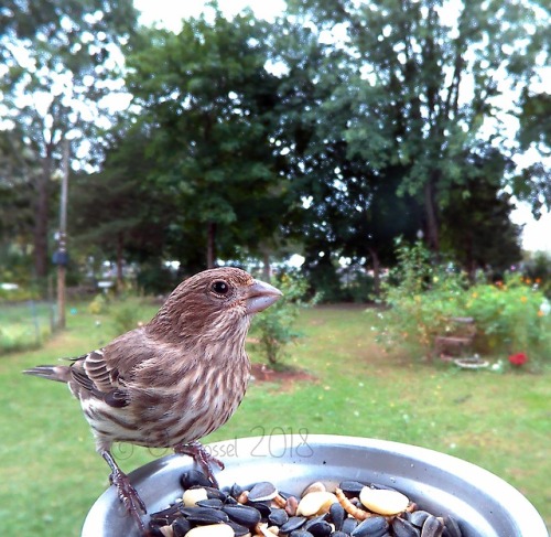 ostdrossel:Look at these House Finches. They are dignified,...