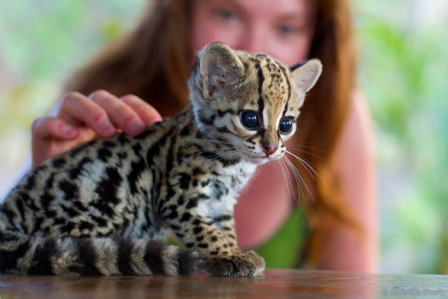 u1timate:awwww-cute:I present to you, an Ocelittle!in case you...